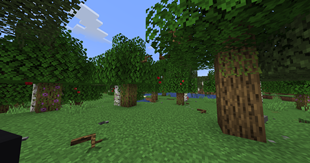 forest