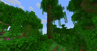 jungle