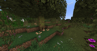 swamp