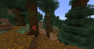 spruce