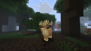 Deer