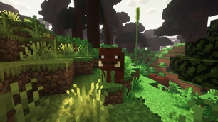 Wild Boar