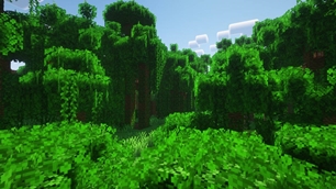 Jungle