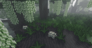 Swamp