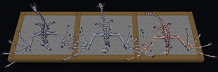Skeletons.webp