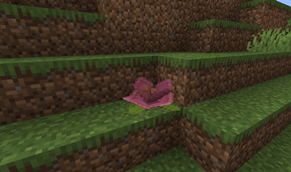 Bloom Blossom