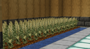 weed farm