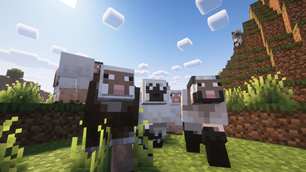 Fresh Sheep!