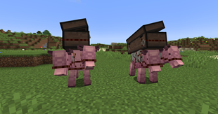 Pack Brahmin