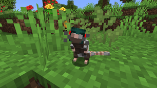 Another little mega super cute rat