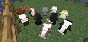 Guinea Pig Variants