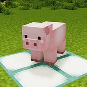 Pig 1