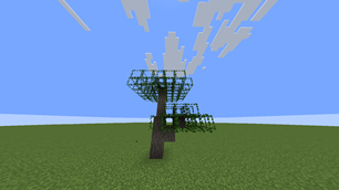 Acacia