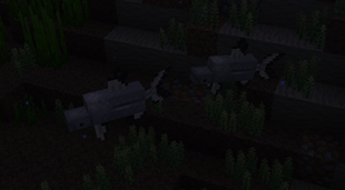 freshwater shark.png