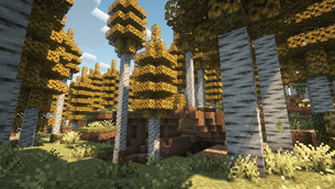 Aspen Forest
