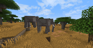 Safari