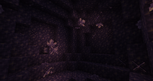 Sparkling amethysts (Look closely)