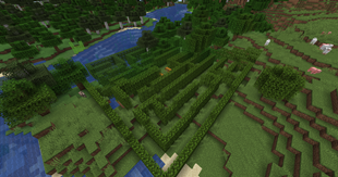 Maze