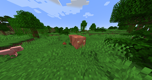 Copper Poop