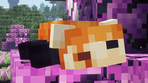 Red Panda