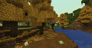 Ginkgo Forest