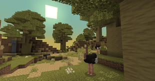 Baobab Forest