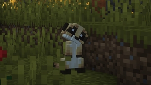 Yes, the cuttest meerkat !