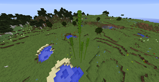 bamboo