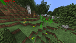 Some plants in a birch forest