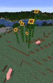 Mammoth Sunflowers.png