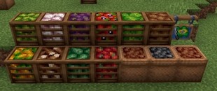 Fruits and Vegetables from Brazil.jpg