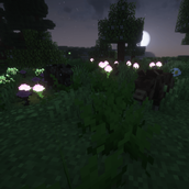 Hogs
