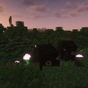 Bison Pair