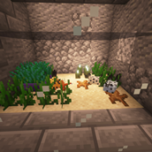 Sea Bunny Aquarium
