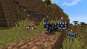 Guinea Fowls and keets