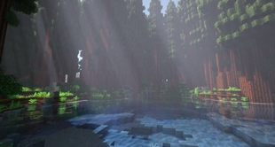 Redwood Forest