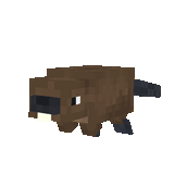 Beaver