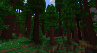 Redwoods