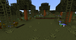 Swamp