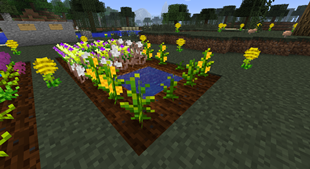 A field full of flowers 1