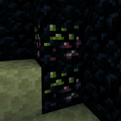 WT.png