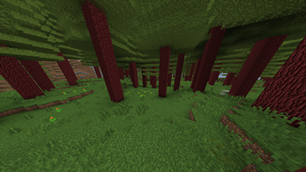 Redwood Forest 02