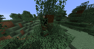 Spruce creeper