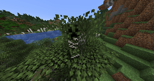Birch creeper