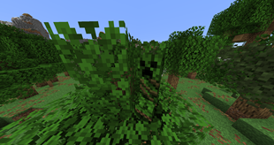 Oak creeper