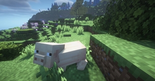 A pig giving you. . .side eye?? WHY???
