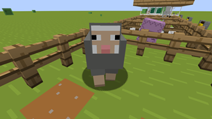 SHEEP AFTER