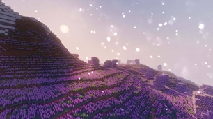 lavender fields.jpg