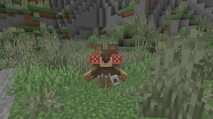 Teddy