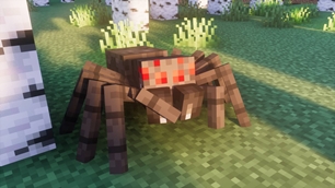 Spider